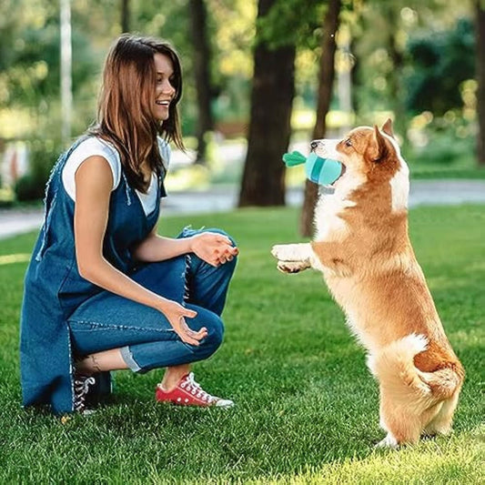 A Complete Beginner’s Guide to Pet Grooming at Home